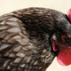 A very disappointed-looking rooster, his brown head and red comb hanging low in shame